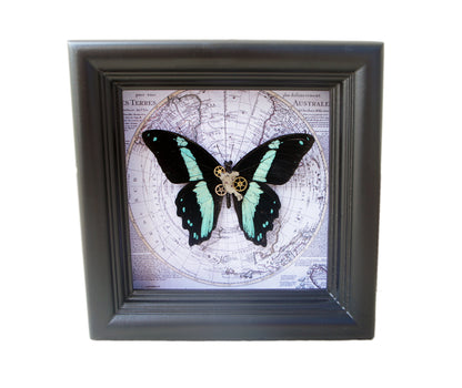 Papilio bromius map frame, additional view