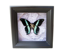 Load image into Gallery viewer, 5x5 Vintage Map Framed Butterfly - Papilio Bromius
