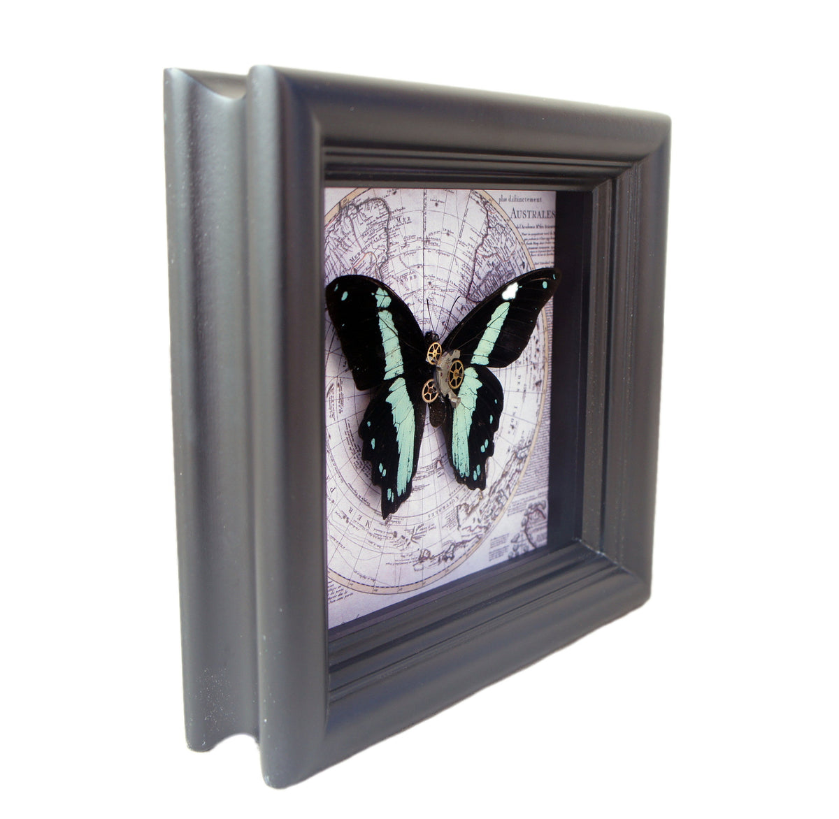 Papilio bromius map frame, additional view