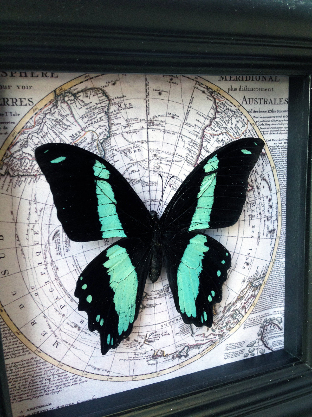 Real Papilio bromius butterfly on a vintage map in a 5x5 shadow box