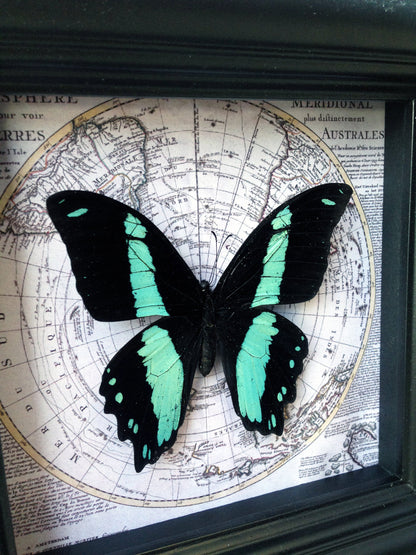 Real Papilio bromius butterfly on a vintage map in a 5x5 shadow box