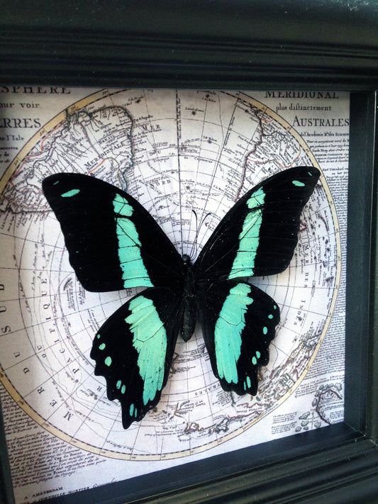 Real Papilio bromius butterfly on a vintage map in a 5x5 shadow box