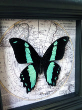 Load image into Gallery viewer, 5x5 Vintage Map Framed Butterfly - Papilio Bromius
