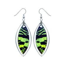 Load image into Gallery viewer, Real Moth Wing Sterling Silver Earrings - Green Sunset Moth Marquis Ear, Drop, Dangle, Butterfly Gift, Insects, Taxidermy Art, Entomology
