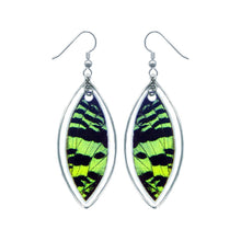 Load image into Gallery viewer, Real Moth Wing Sterling Silver Earrings - Green Sunset Moth Marquis Ear, Drop, Dangle, Butterfly Gift, Insects, Taxidermy Art, Entomology

