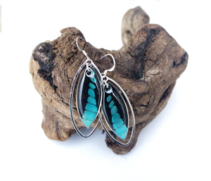 Real Butterfly Wing Sterling Silver Earrings - Graphium Milon Forewing