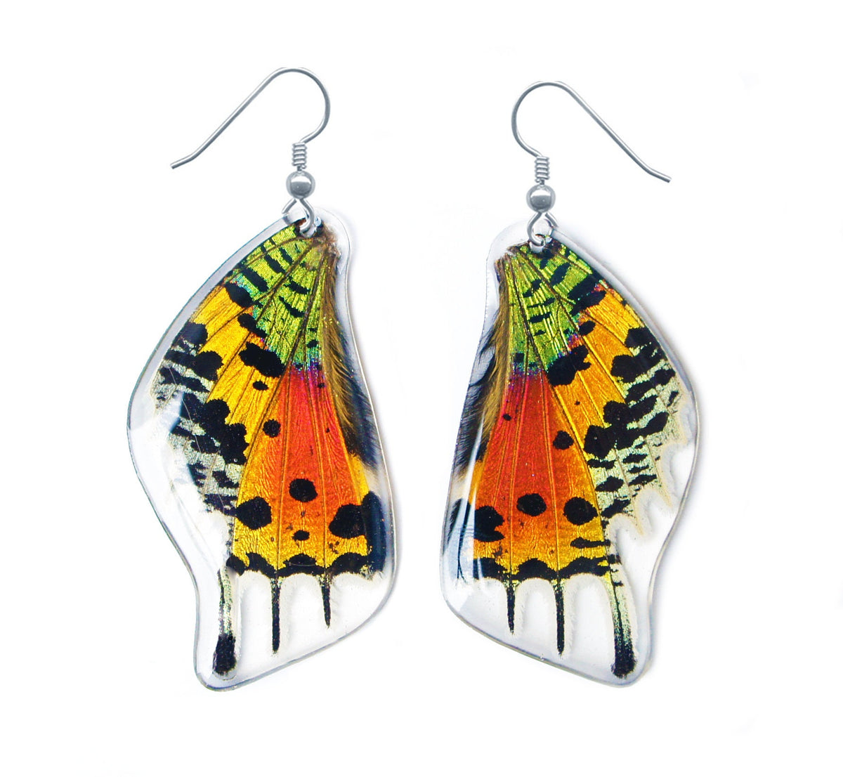 Real rainbow Sunset Moth wing earrings