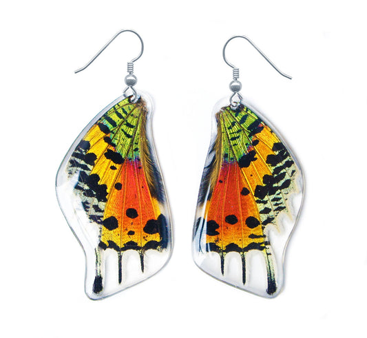 Real rainbow Sunset Moth wing earrings