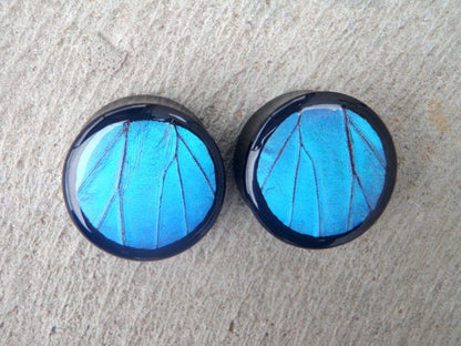 Real Blue Morpho forewing on double flared wood circle plugs