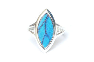 Real Butterfly Wing Ring - Blue Morpho Marquis