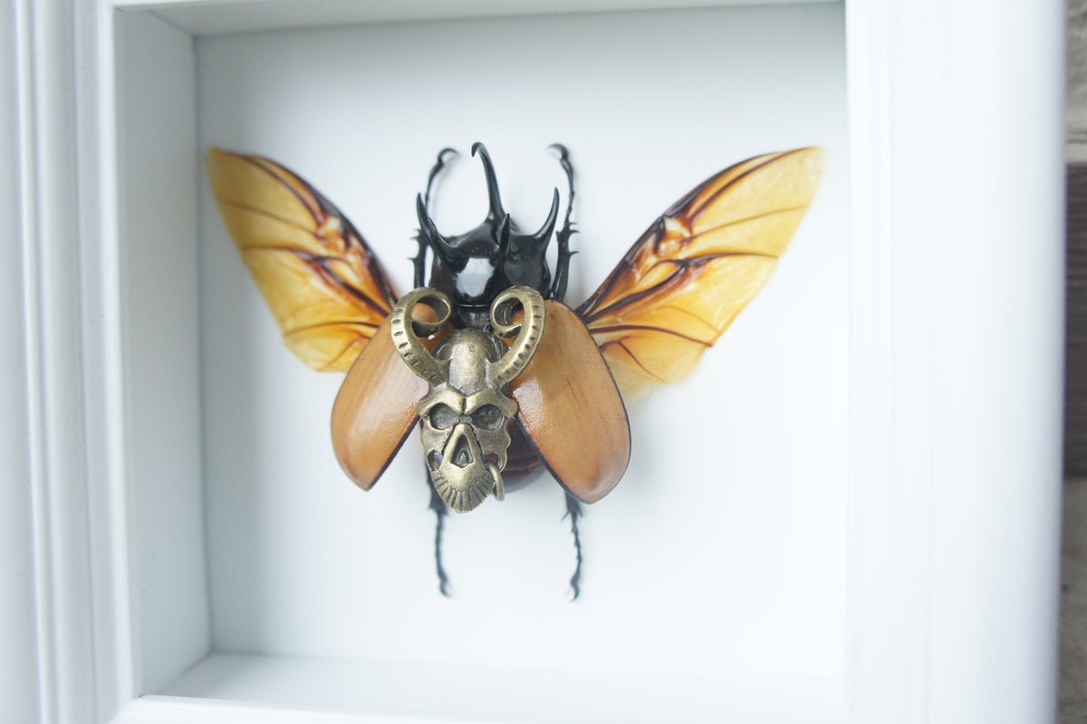 Real Beetle with Bronze Demon Charm in 5x5 Shadow Box