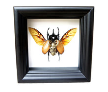 Load image into Gallery viewer, Steampunk Demon Beetle Taxidermy Artwork - Insect Art, Framed Insect Art, Beetle, Gothic Art, Oddities and Curiosities
