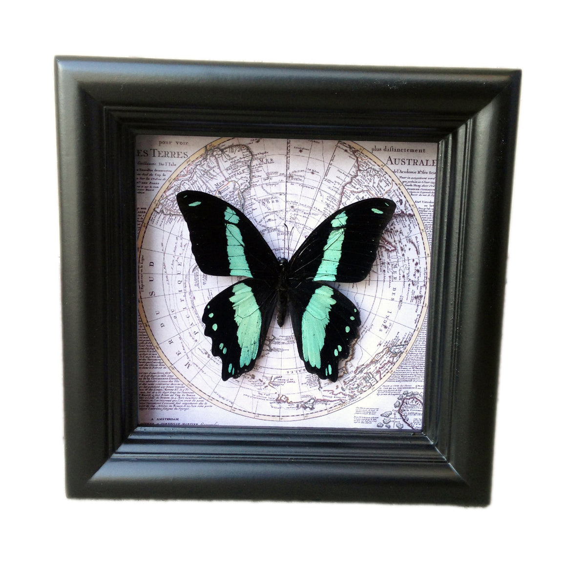 Papilio bromius map frame, alternate view