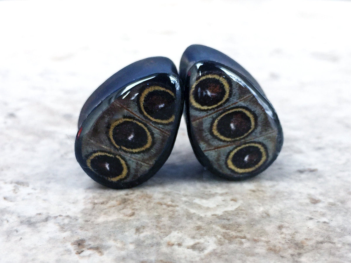 Real owl eye butterfly wing teardrop plugs for stretched ears