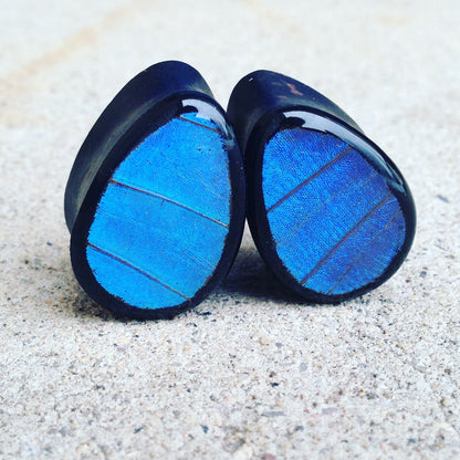 Real Blue Morpho forewing on double flared wood teardrop plugs