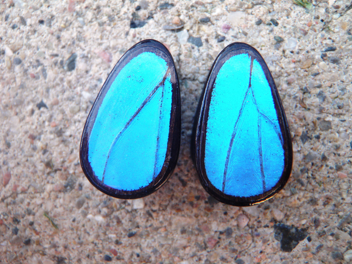 Blue Morpho teardrop plugs, detail view
