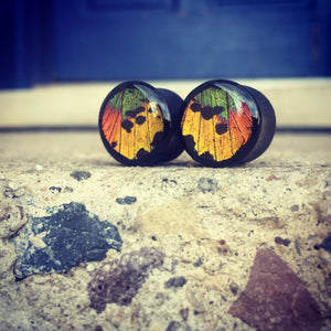 Real Moth Wing Circle Plugs 1/2"-1 1/2"- Rainbow Sunset Moth - Body Jewelry, Gauges, Teardrop Plugs