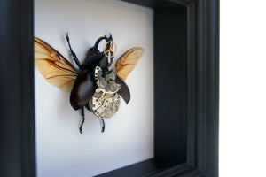 Real Steampunk Beetle Taxidermy - Rhino Beetle - Framed Insect Taxidermy Art, Steampunk Decor, Gifts For Men