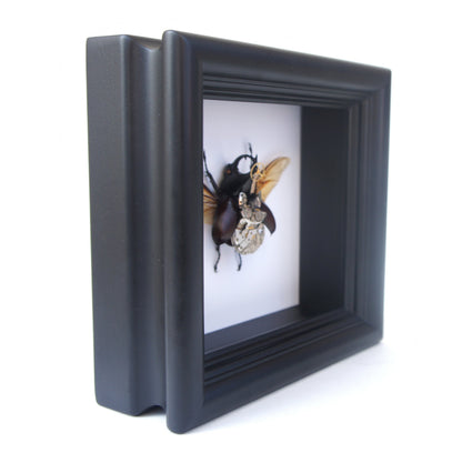 Steampunk rhino beetle frame, detail view