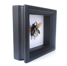 Load image into Gallery viewer, Real Steampunk Beetle Taxidermy - Rhino Beetle - Framed Insect Taxidermy Art, Steampunk Decor, Gifts For Men
