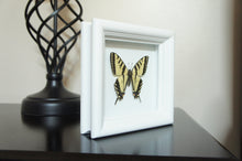 Load image into Gallery viewer, Real Framed Butterfly Taxidermy Art - Yellow Tiger Swallowtail, Butterfly Gift
