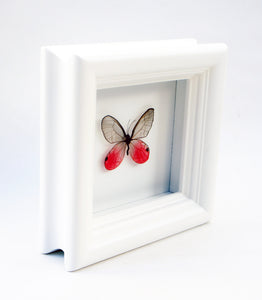 4x4 Real Bright Pink Framed Butterfly - Blushing Phantom