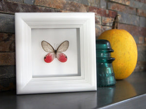 4x4 Real Bright Pink Framed Butterfly - Blushing Phantom