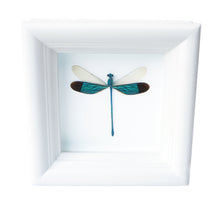 Load image into Gallery viewer, 4x4 Real Damselfly Taxidermy - Insect Framed Art
