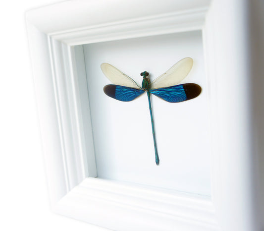 Real teal damselfly in a 4x4 shadow box frame