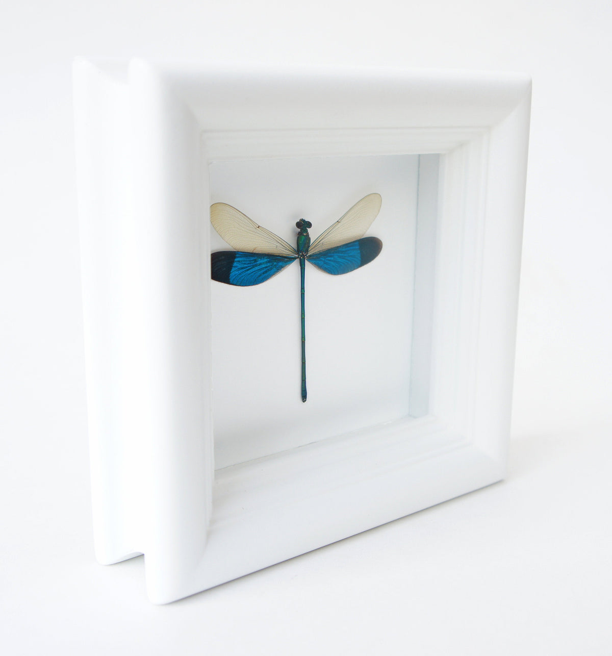 Damselfly shadow box, additional view
