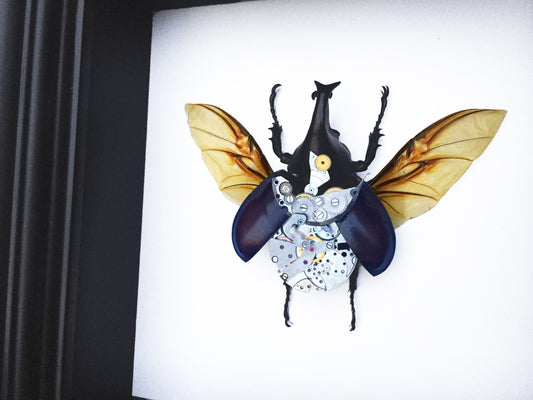 Real rhino beetle with steampunk gears in a 5x5 black shadow box