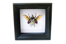 Load image into Gallery viewer, Real Steampunk Beetle Taxidermy - Rhino Beetle - Framed Insect Taxidermy Art, Steampunk Decor, Gifts For Men
