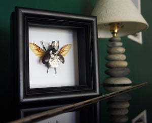 Real Steampunk Beetle Taxidermy - Rhino Beetle - Framed Insect Taxidermy Art, Steampunk Decor, Gifts For Men