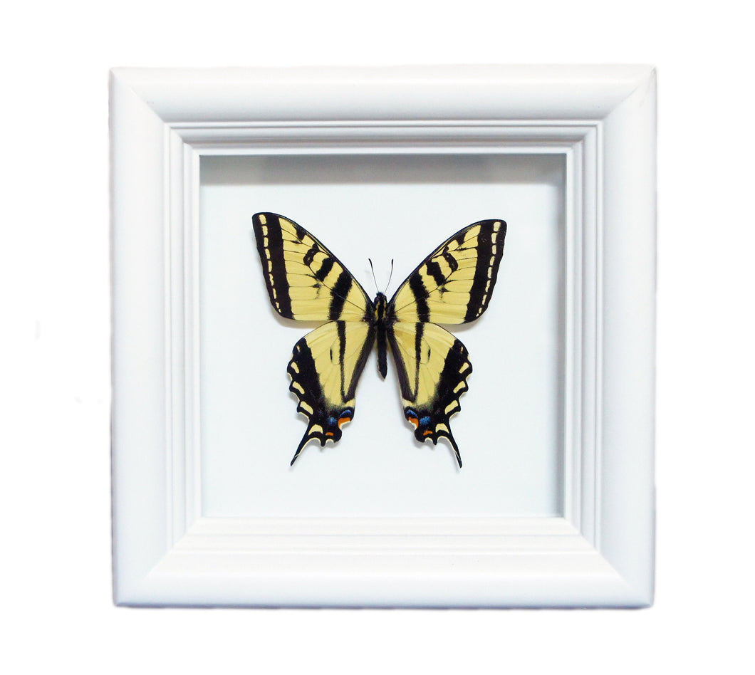 Real Framed Butterfly Taxidermy Art - Yellow Tiger Swallowtail, Butterfly Gift