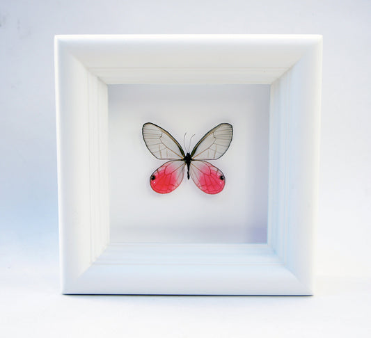 Real bright pink Blushing Phantom butterfly in a 4x4 shadow box