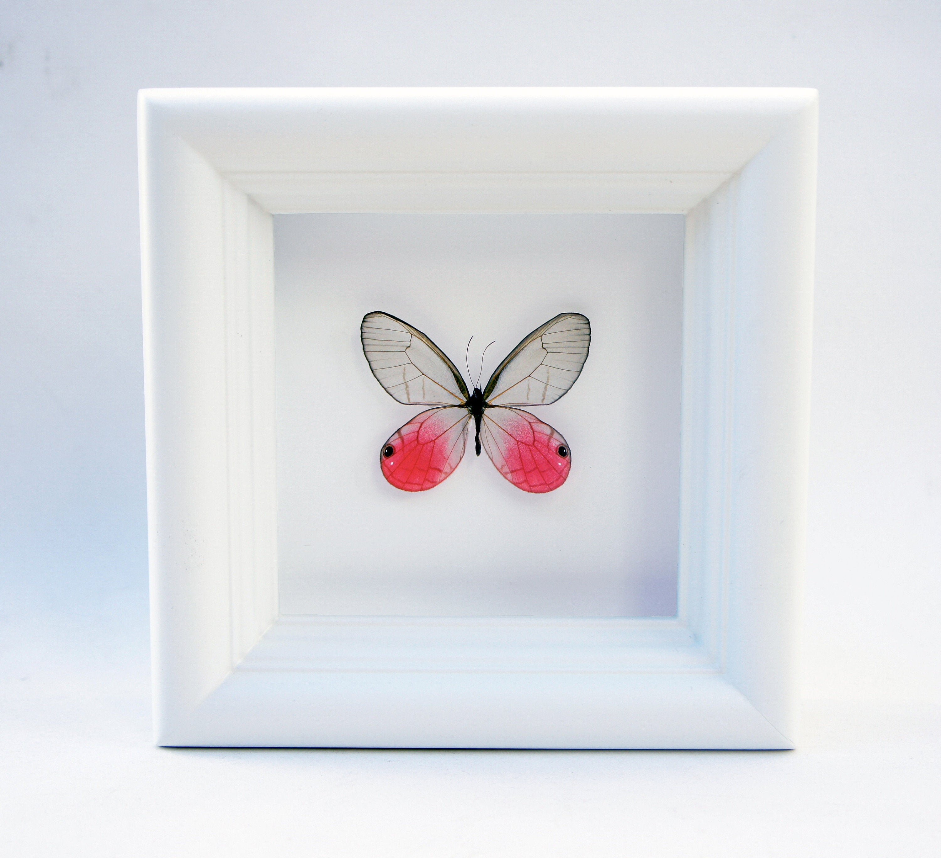 4x4 Real Bright Pink Framed Butterfly - Blushing Phantom – Asana