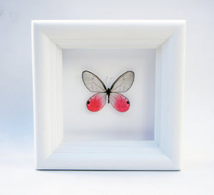 4x4 Real Bright Pink Framed Butterfly - Blushing Phantom