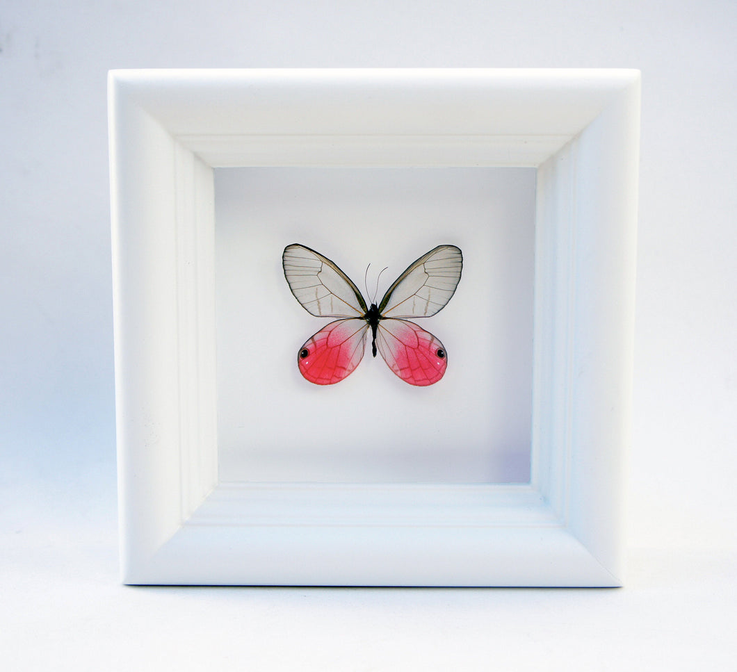 4x4 Real Bright Pink Framed Butterfly - Blushing Phantom
