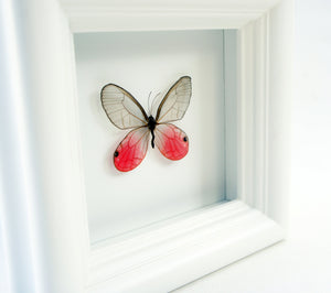 4x4 Real Bright Pink Framed Butterfly - Blushing Phantom