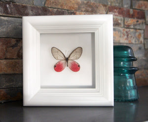 4x4 Real Bright Pink Framed Butterfly - Blushing Phantom