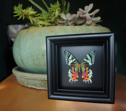 Sunset Moth shadow box, additional view