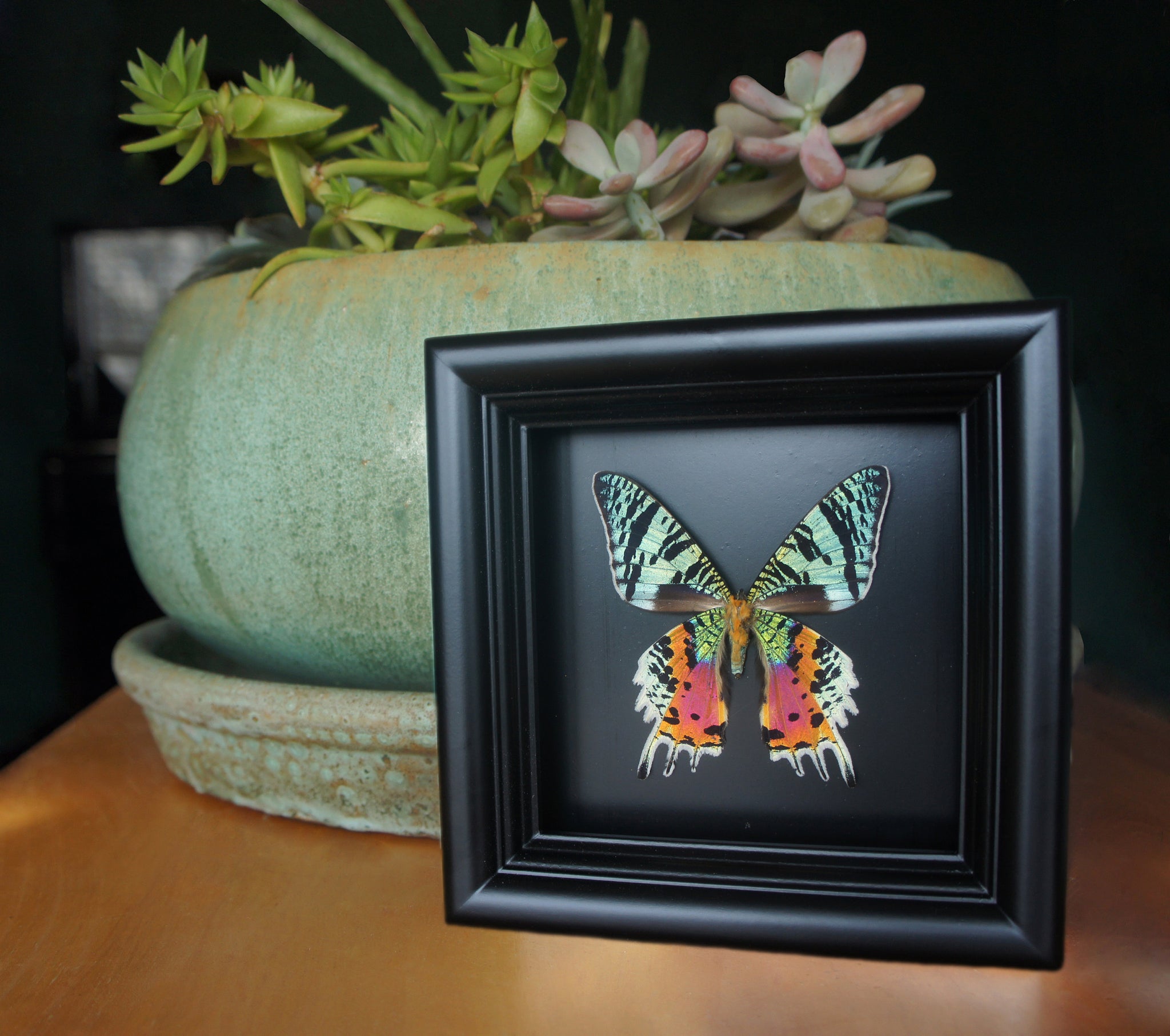 Moth In Frame Real moth in shadowbox frame - Sunset Moth - Butterfly Framed Art, But ...