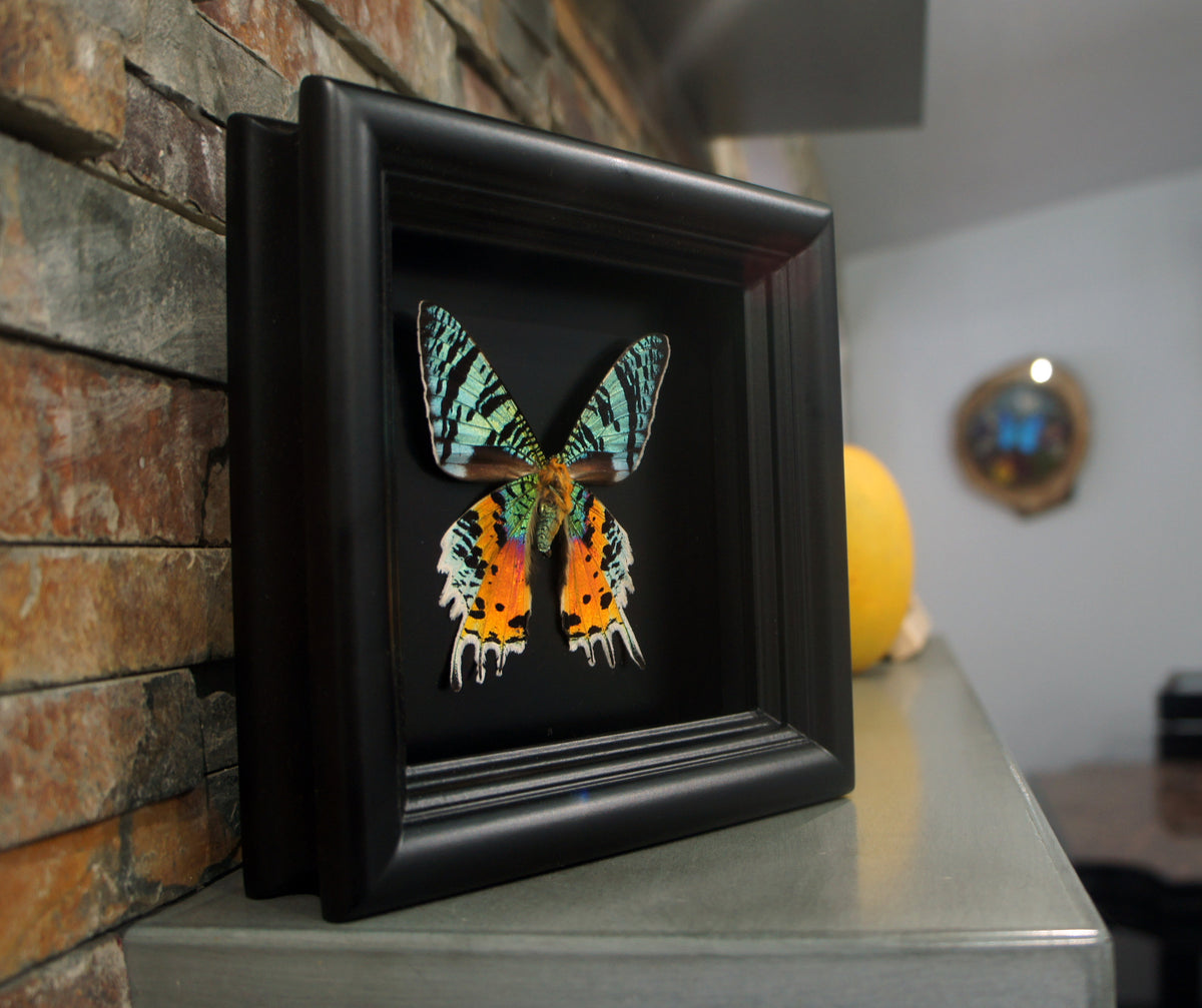 Sunset Moth shadow box, additional view