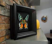 Load image into Gallery viewer, Real moth in shadowbox frame - Sunset Moth - Butterfly Framed Art, Butterfly Decor, Framed Butterfly, Real Butterfly
