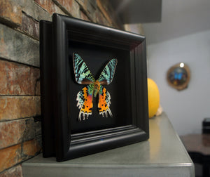Real moth in shadowbox frame - Sunset Moth - Butterfly Framed Art, Butterfly Decor, Framed Butterfly, Real Butterfly