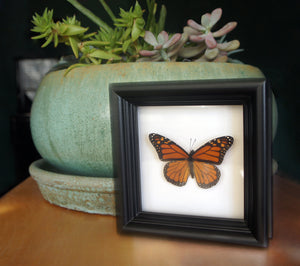 Real Framed Butterfly Taxidermy - Monarch Plain, Insects, Curiosity, Bugs, Taxidermy Art, Natural, Unique, Gift, Special Occasion