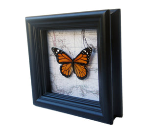 5x5 Real Framed Butterfly Taxidermy - Monarch on Map