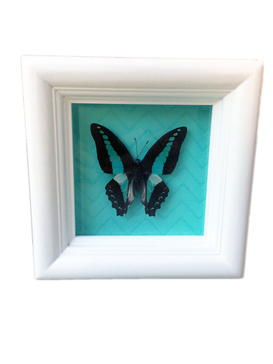 Bluebottle butterfly shadow box, alternate view