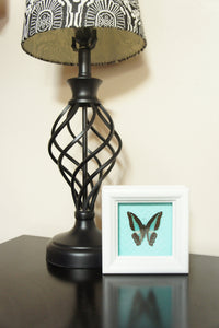 4x4 Real butterfly shadowbox frame - Graphium Sarpedon