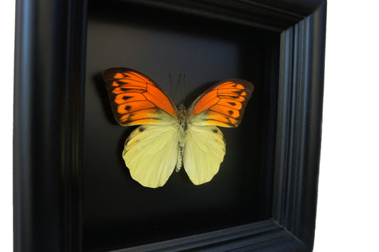 Real orange and yellow butterfly in a 5x5 shadow box frame